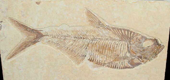 Inch Diplomystus Fossil - Wyoming #4646